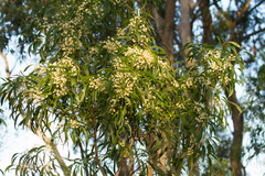 Acacia implexa