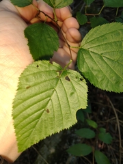 Neviusia alabamensis