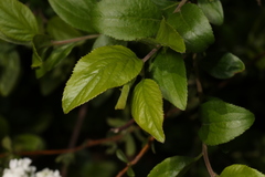 Spiraea prunifolia