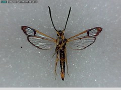 Synanthedon acerrubri