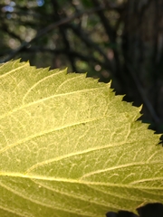 Neviusia alabamensis