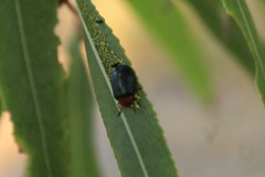 Plagiodera arizonae