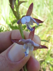 Eulophia zeyheriana