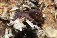 Parabuthus transvaalicus