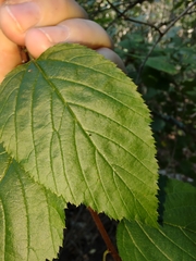 Neviusia alabamensis