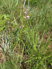 Eulophia zeyheriana
