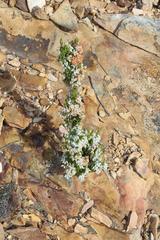 Erica glomiflora glomiflora