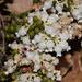 Erica glomiflora - Photo (c) Brian du Preez, algunos derechos reservados (CC BY-SA), subido por Brian du Preez