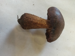 Tricholoma pessundatum