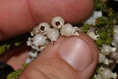 Erica glomiflora glomiflora