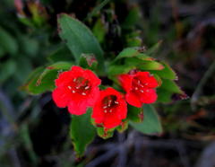 Lobostemon sanguineus