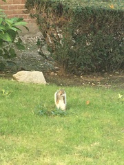 Sciurus carolinensis