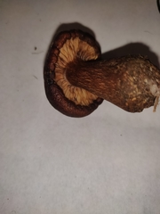 Tricholoma pessundatum