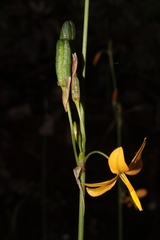 Echeandia longipedicellata