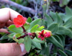 Lobostemon sanguineus