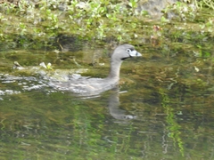 Podilymbus podiceps