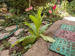 Nicotiana alata