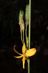 Echeandia longipedicellata