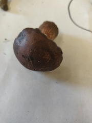 Tricholoma pessundatum