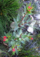 Lobostemon sanguineus