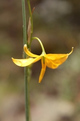 Echeandia longipedicellata