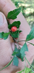 Allophylus guaraniticus