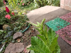 Nicotiana alata