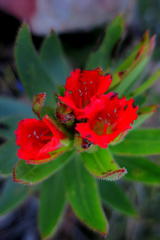 Lobostemon sanguineus