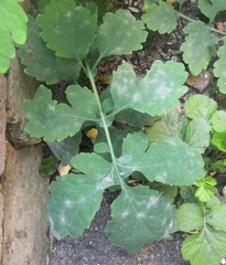 Erysiphe macleayae
