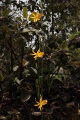 Echeandia longipedicellata