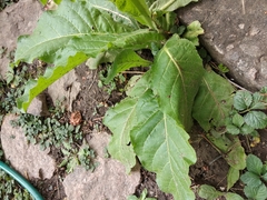 Nicotiana alata