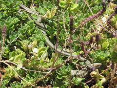 Psammophis notostictus
