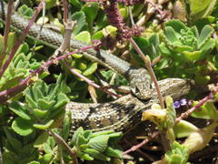 Psammophis notostictus
