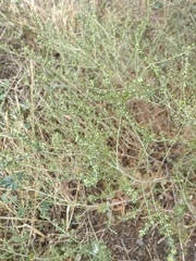 Artemisia santonicum