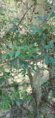 Allophylus guaraniticus