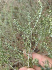 Artemisia santonicum