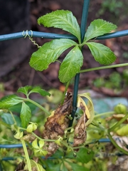 Gynostemma pentaphyllum