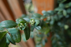 Psylla buxi