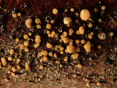 Pezicula eucrita
