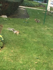 Sciurus carolinensis