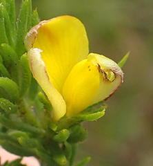 Aspalathus asparagoides asparagoides