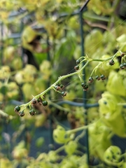 Gynostemma pentaphyllum