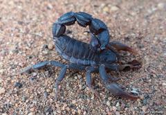 Parabuthus transvaalicus