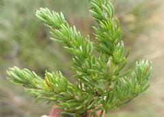 Aspalathus asparagoides asparagoides