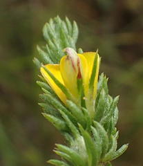 Aspalathus asparagoides asparagoides