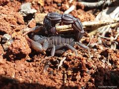 Parabuthus transvaalicus