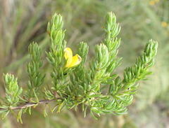 Aspalathus asparagoides asparagoides