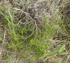 Aspalathus asparagoides asparagoides