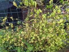 Gynostemma pentaphyllum