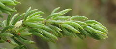 Aspalathus asparagoides asparagoides